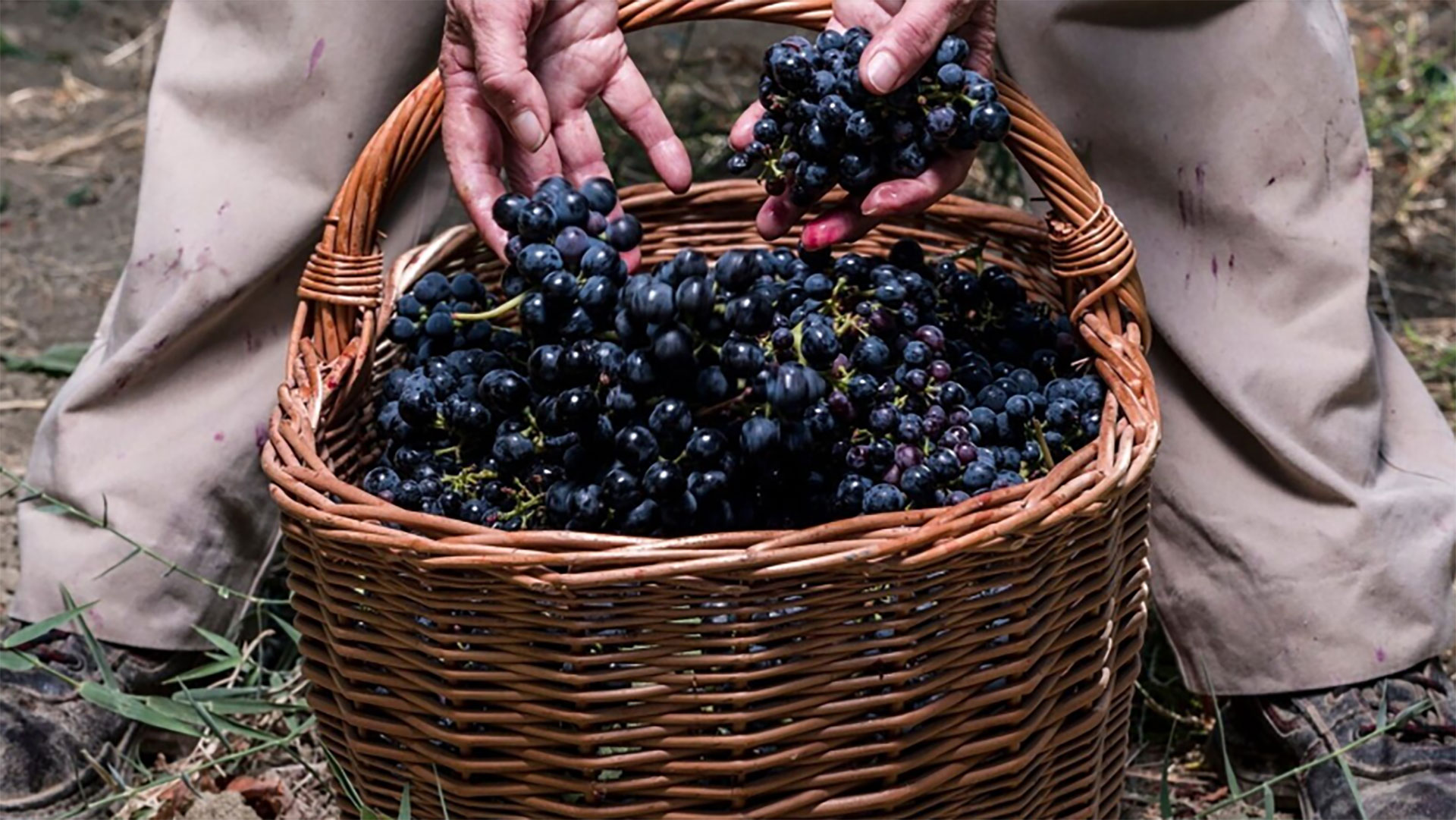UMAMI Wine Street gir økt fokus på vin - UMAMI Arena